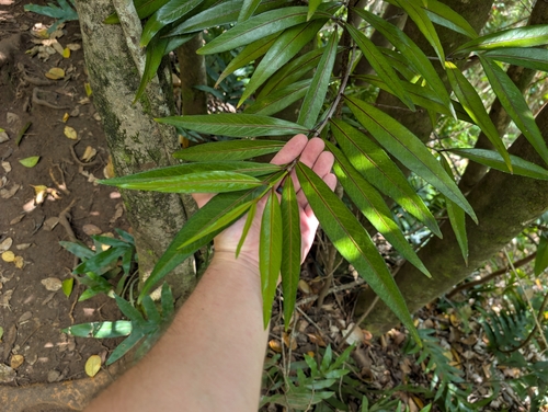 Elaeodendron orientale observed 2026-02-01