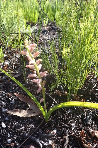 Tsitsikamma Viooltjie (Lachenalia youngii)