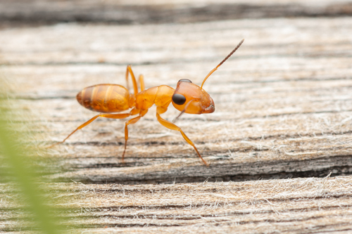 Opisthopsis linnaeiOpisthopsis linnaei