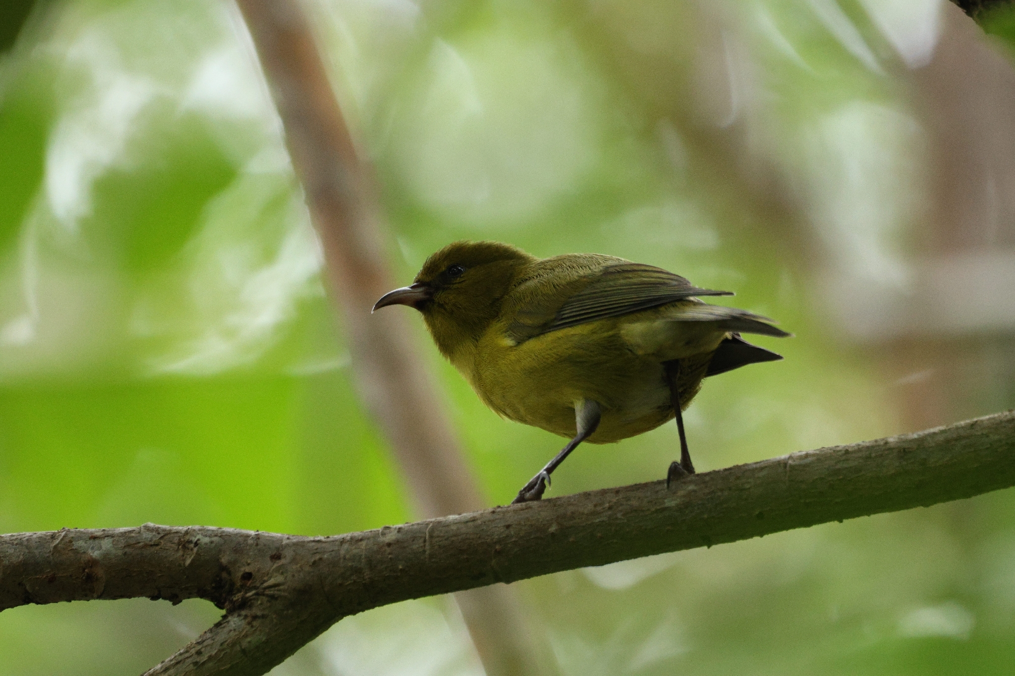 Oahu Amakihi (Chlorodrepanis flava), photo 8