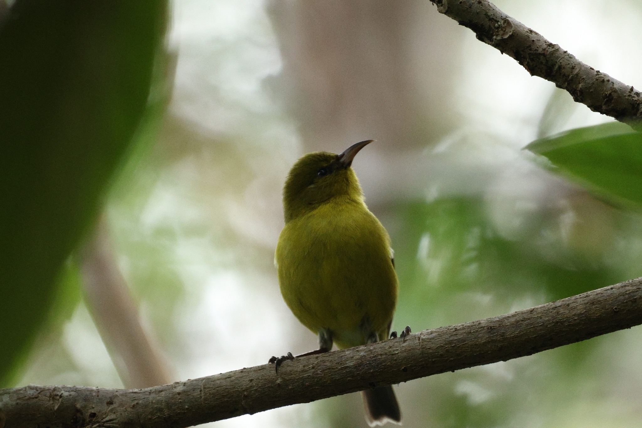 Oahu Amakihi (Chlorodrepanis flava), photo 9