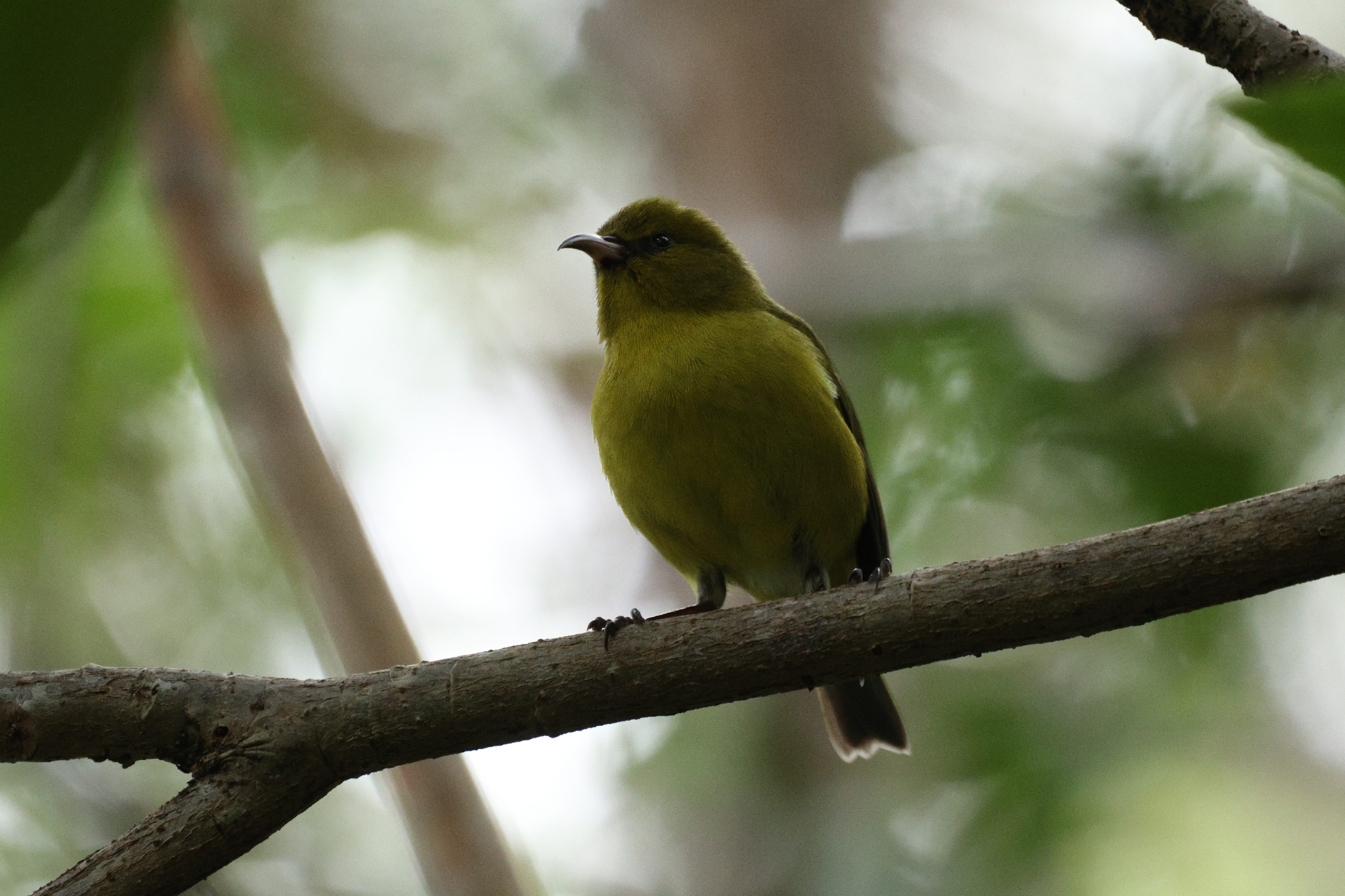 Oahu Amakihi (Chlorodrepanis flava), photo 10