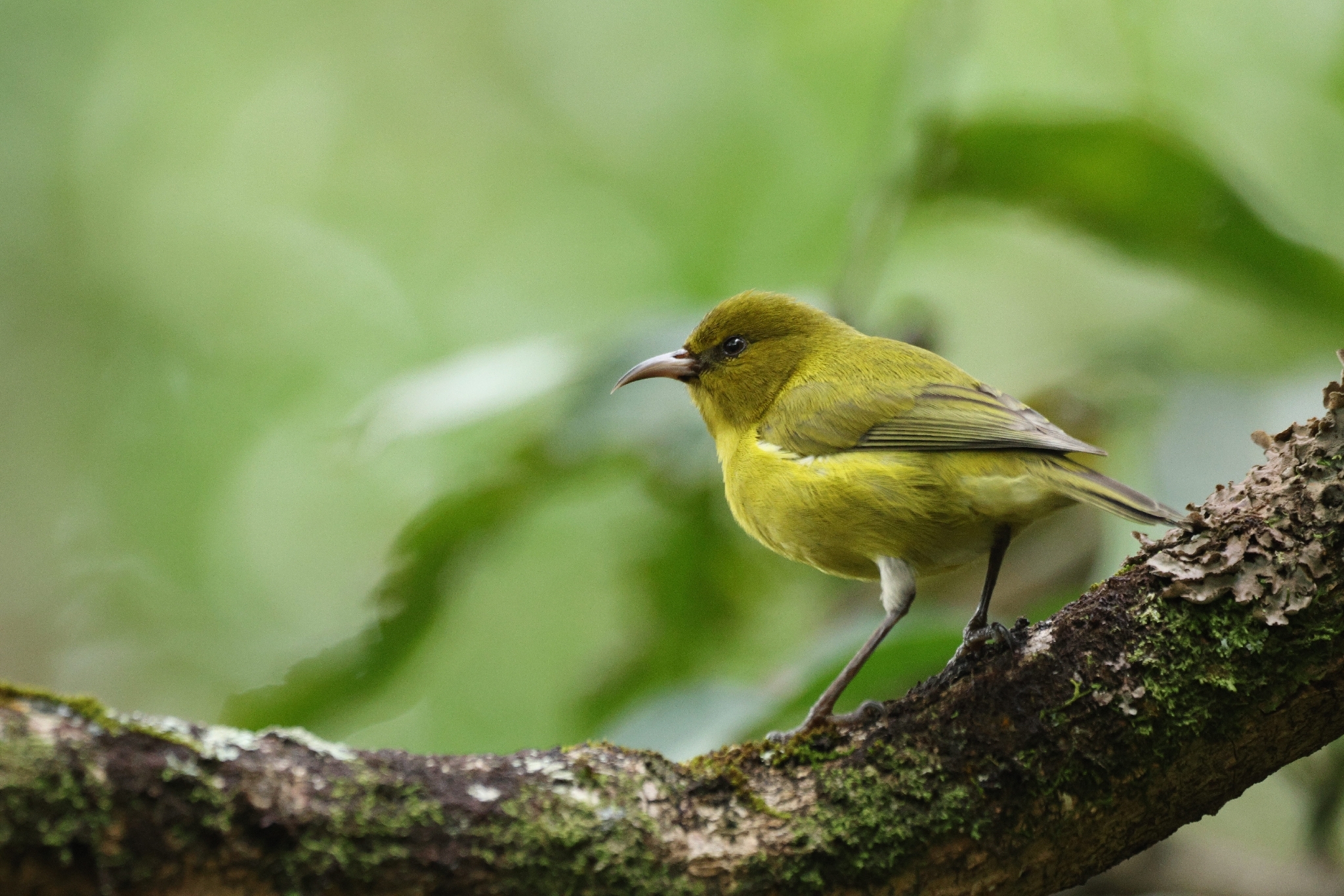 Oahu Amakihi (Chlorodrepanis flava), photo 4