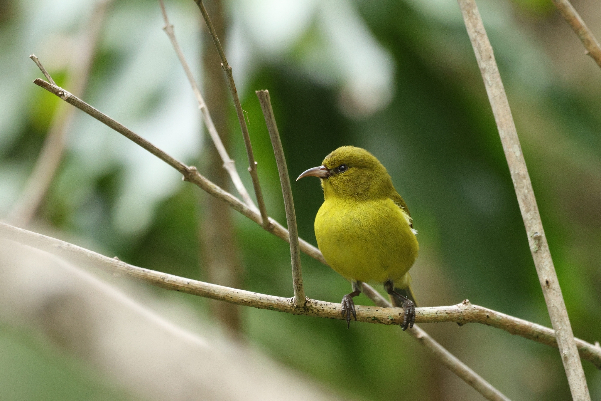 Oahu Amakihi (Chlorodrepanis flava), photo 5