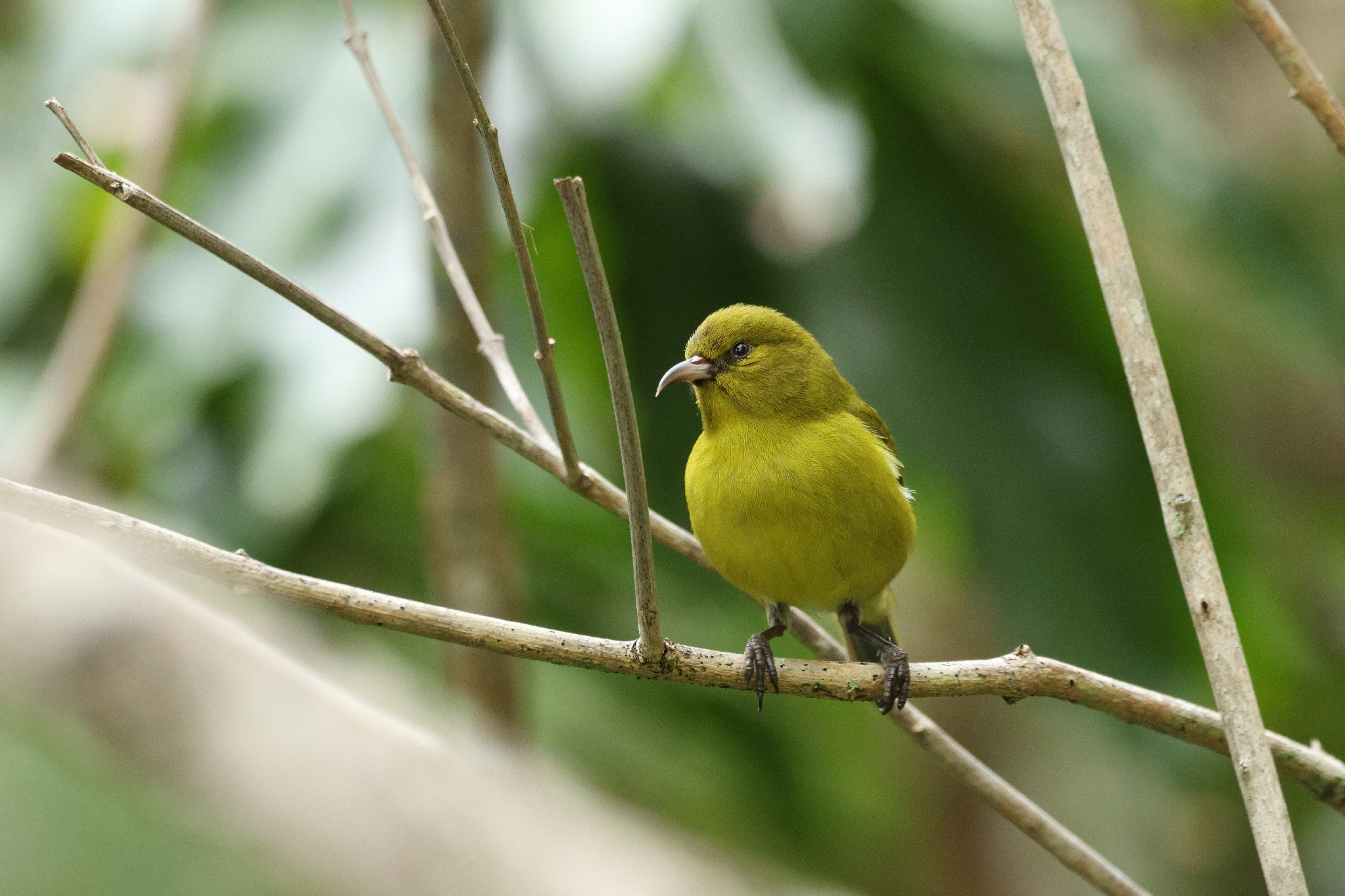Oahu Amakihi (Chlorodrepanis flava), photo 6