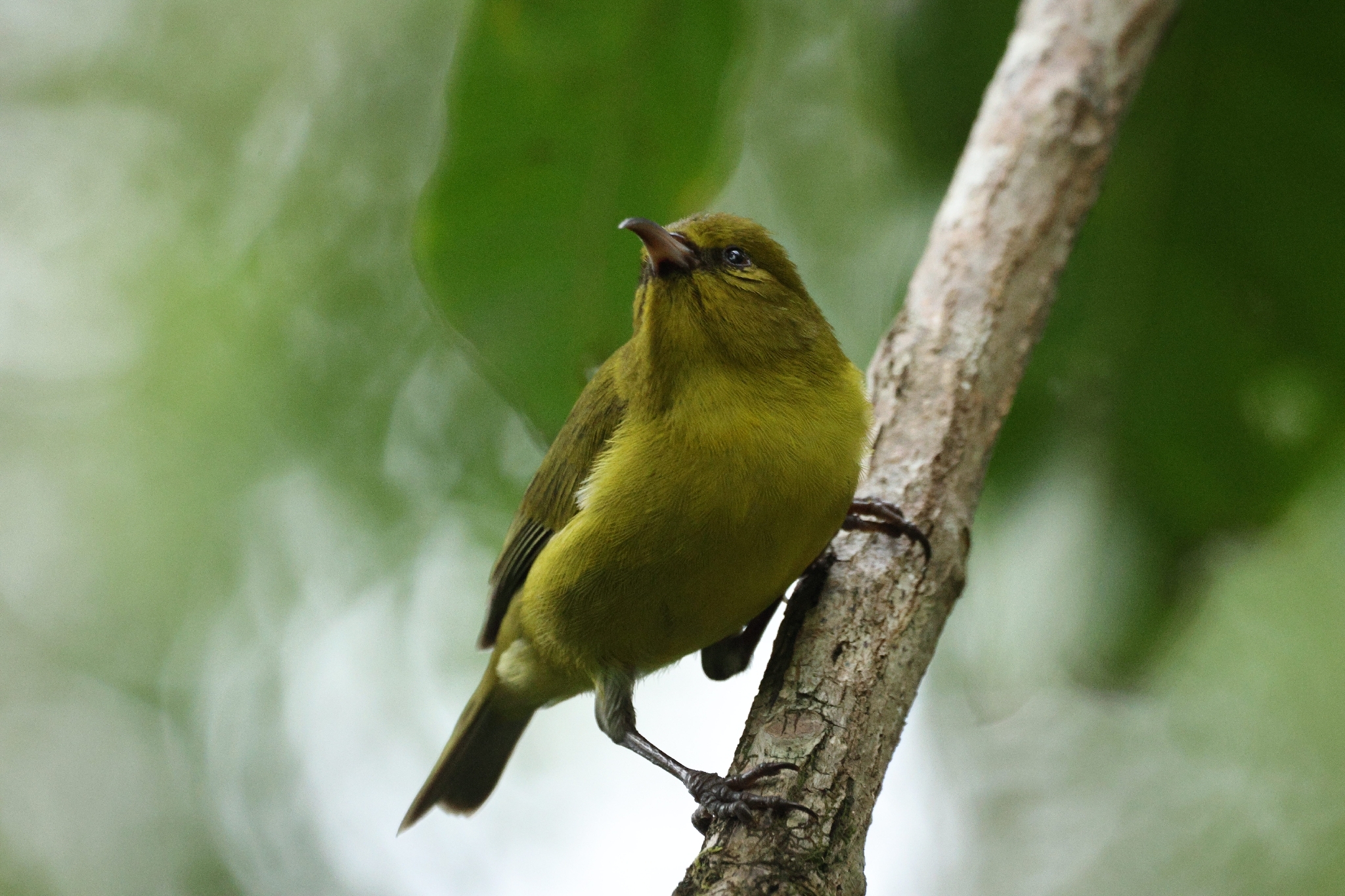 Oahu Amakihi (Chlorodrepanis flava), photo 7