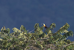 Ramphastos vitellinus
