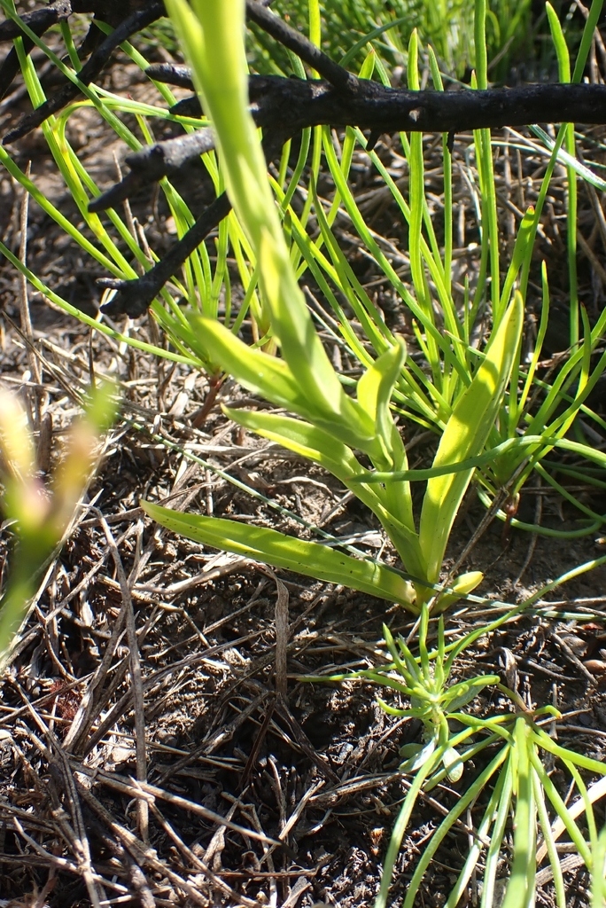 Habenaria falcicornis