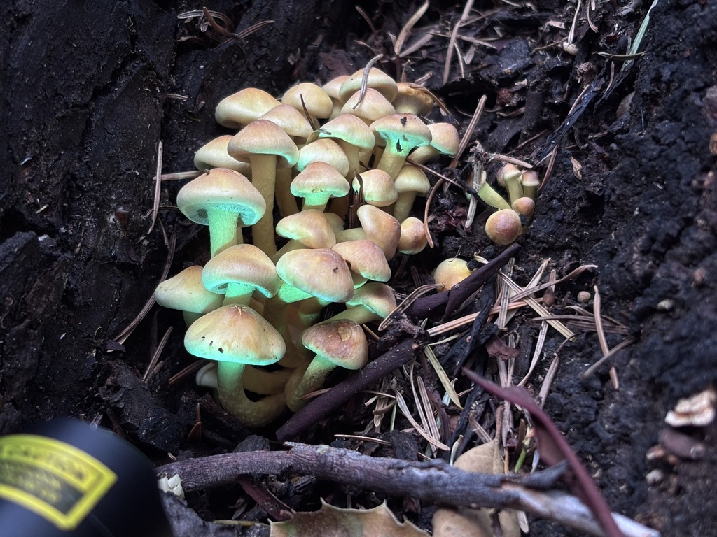 Hypholoma fasciculare · January 2026 · photo: © reago (iNaturalist, cc-by)