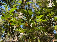 Amomyrtus meli, photograph (c) Cody Hinchliff, some rights reserved (CC BY)