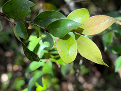 Amomyrtus meli, photograph (c) Cody Hinchliff, some rights reserved (CC BY)