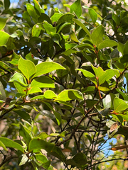 Amomyrtus meli, photograph (c) Cody Hinchliff, some rights reserved (CC BY)