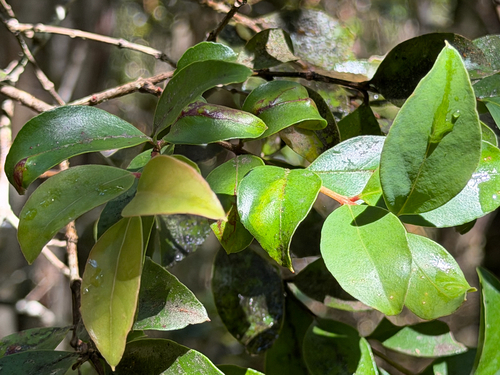 Amomyrtus meli, photograph 6
