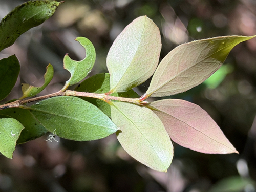 Amomyrtus meli