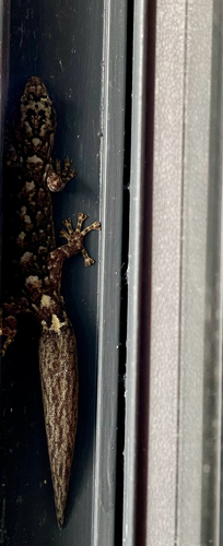 Southern Marbled Gecko