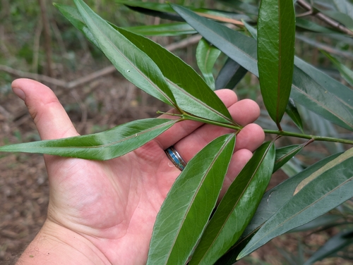 Elaeodendron orientale observed 2026-02-01
