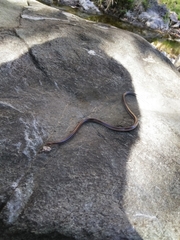 Enulius flavitorques