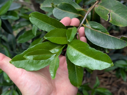 Elaeodendron orientale observed 2026-02-01