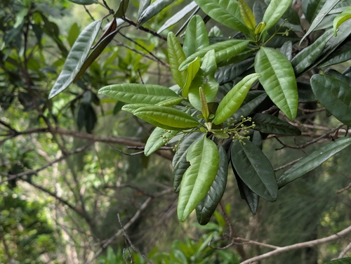 Pimenta dioica, photograph 5