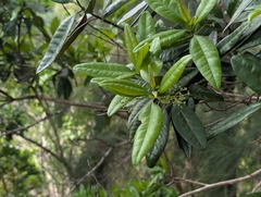 Pimenta dioica, photograph author not stated, no rights reserved