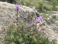 Campanula daghestanica