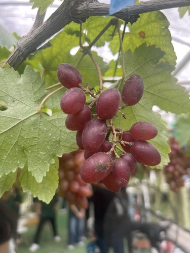 wine grape