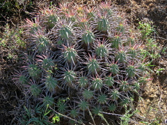 Euphorbia ferox
