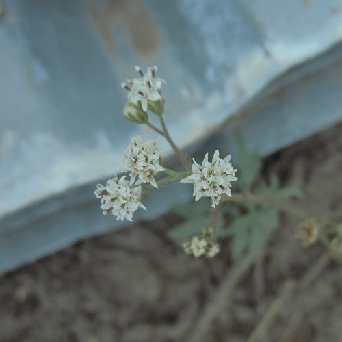 Sticky Florestina (Florestina tripteris)