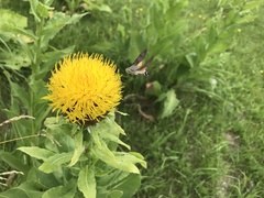 Centaurea macrocephala
