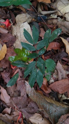 Cynometra grandiflora