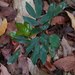 Maniltoa grandiflora - Photo 由 Mochammad Imron Afriandi 所上傳的 (c) Mochammad Imron Afriandi，保留部份權利CC BY-NC