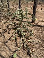 Opuntia caracassana