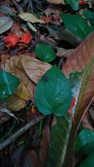 Leptocoris tagalicus