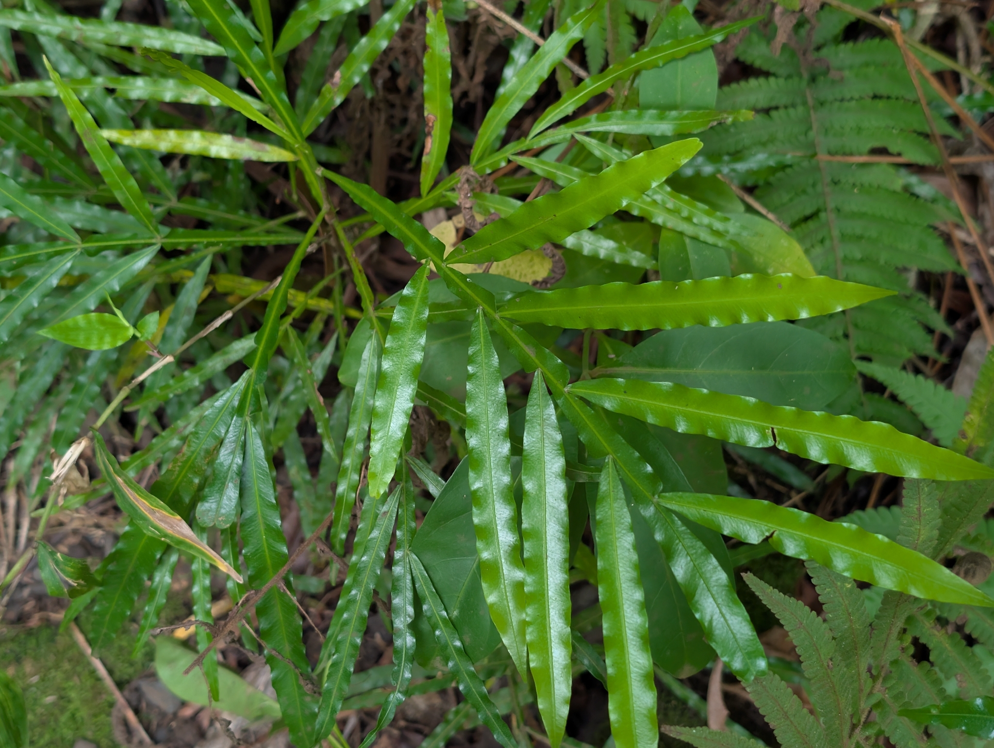 Ferntree (Filicium decipiens)
