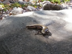 Marisora syntoma