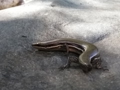 Marisora syntoma
