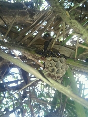 Polistes erythrocephalus
