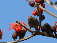 Chestnut-Tailed Starling photo 2