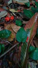 Leptocoris tagalicus