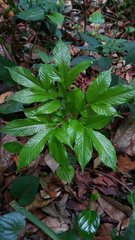 Amorphophallus paeoniifolius