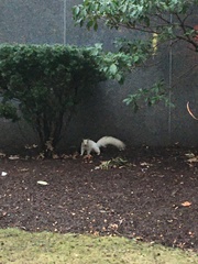 Sciurus carolinensis