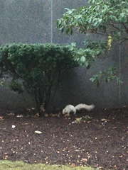 Sciurus carolinensis