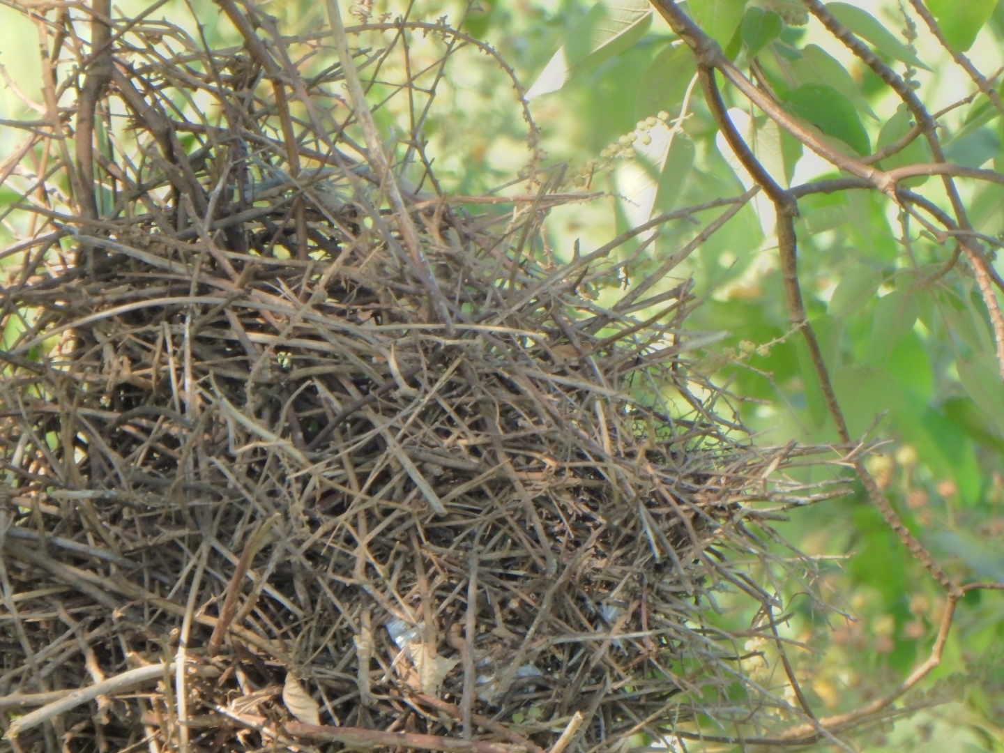 Greater Thornbird (Phacellodomus ruber), photo 3