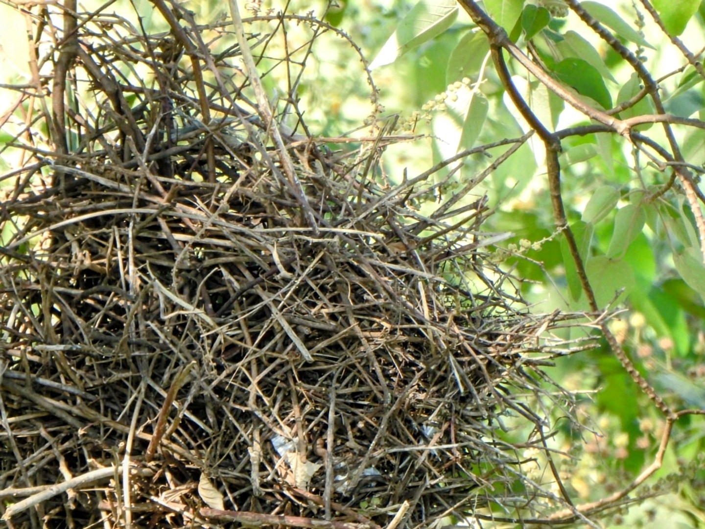 Greater Thornbird (Phacellodomus ruber), photo 4