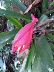 Billbergia amoena