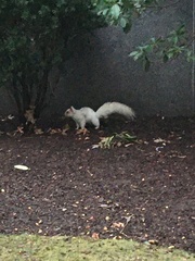 Sciurus carolinensis