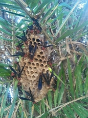 Polistes erythrocephalus