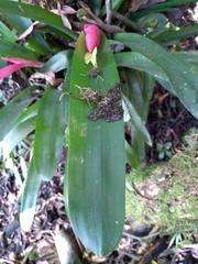 Billbergia amoena