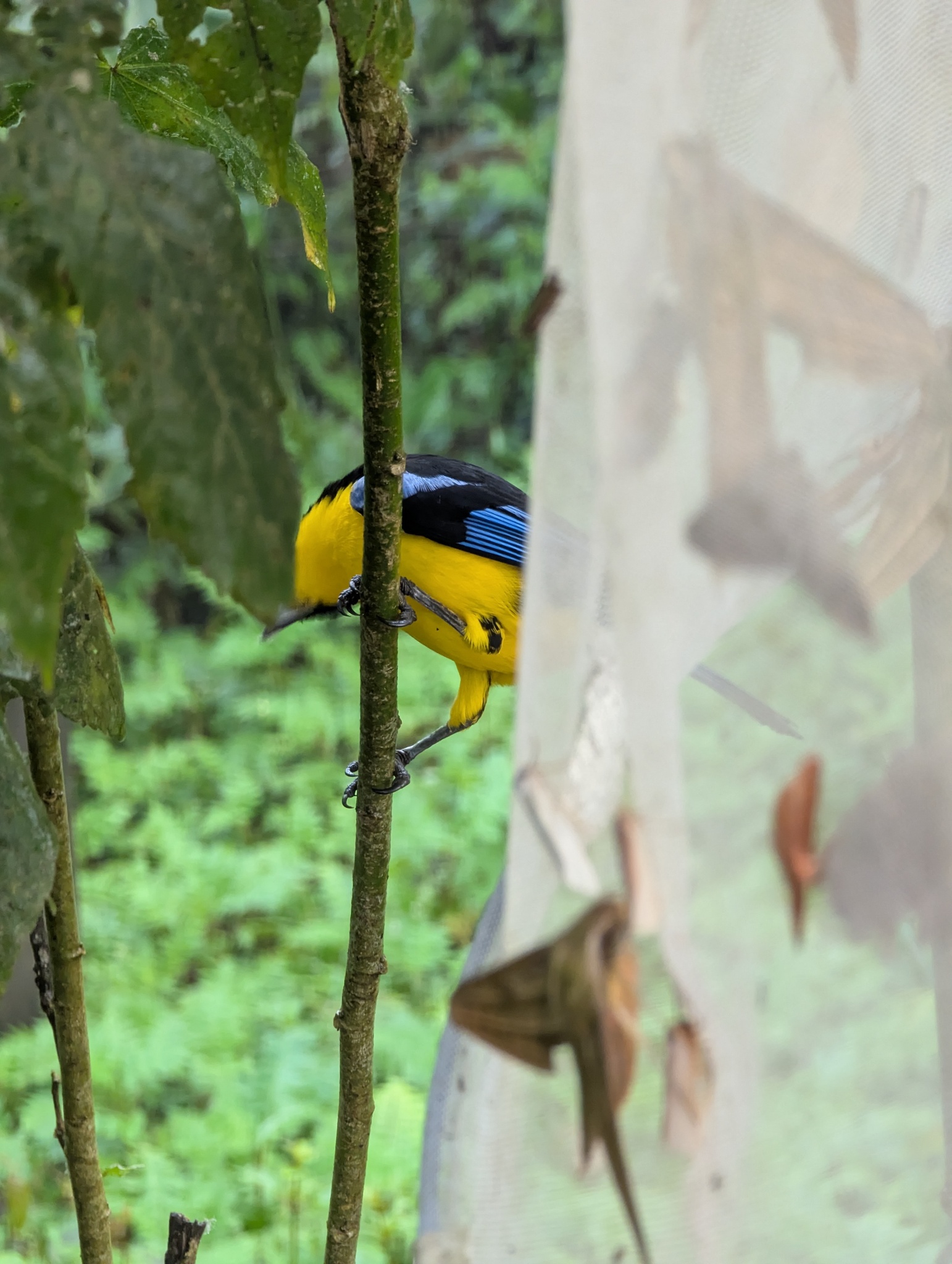 Blue-winged Mountain Tanager (Anisognathus somptuosus), photo 4