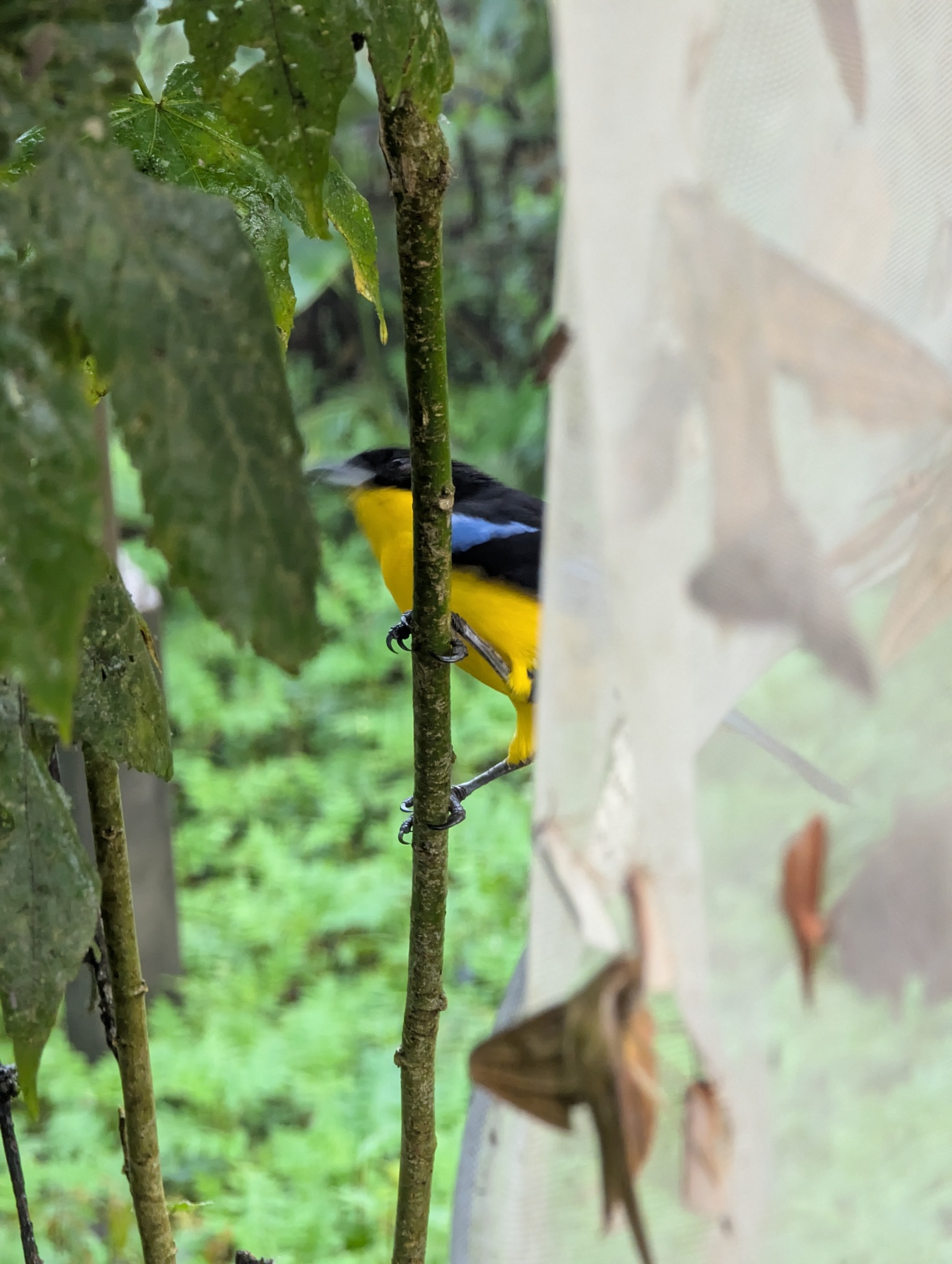 Blue-winged Mountain Tanager (Anisognathus somptuosus), photo 5